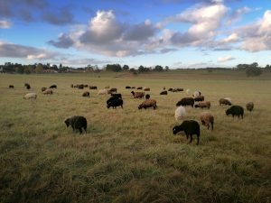 Ferme de Julie, élevage de moutons d'Ouessant, moutons d'Ouessant, moutons miniatures