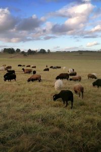 Ferme de Julie, élevage de moutons d'Ouessant, moutons d'Ouessant, moutons miniatures