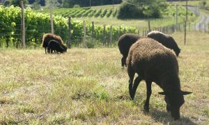 Elevage de moutons Ouessant, moutons miniatures, Ferme de Julie