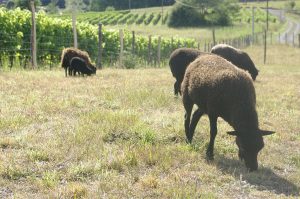 Ferme de Julie, élevage de moutons d'Ouessant, moutons d'Ouessant, moutons miniatures