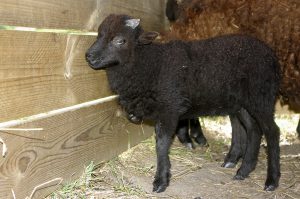 Ferme de Julie, élevage de moutons d'Ouessant, moutons d'Ouessant, moutons miniatures