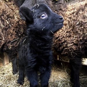 Elevage de moutons Ouessant, moutons miniatures, Ferme de Julie