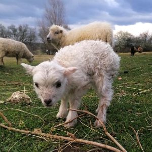 Ferme de Julie, élevage de moutons d'Ouessant, moutons d'Ouessant, moutons miniatures