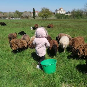 Ferme de Julie, élevage de moutons d'Ouessant, moutons d'Ouessant, moutons miniatures