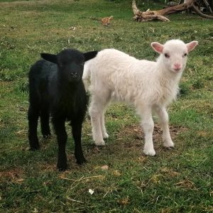 Ferme de Julie, élevage de moutons d'Ouessant, moutons d'Ouessant, moutons miniatures