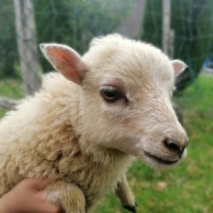 Ferme de Julie, élevage de moutons d'Ouessant, moutons d'Ouessant, moutons miniatures