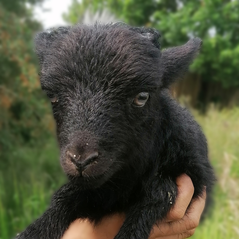 La tonte, matériel. - Le Mouton d'Ouessant Elevage des Lutins