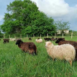 Ferme de Julie, élevage de moutons d'Ouessant, moutons d'Ouessant, moutons miniatures