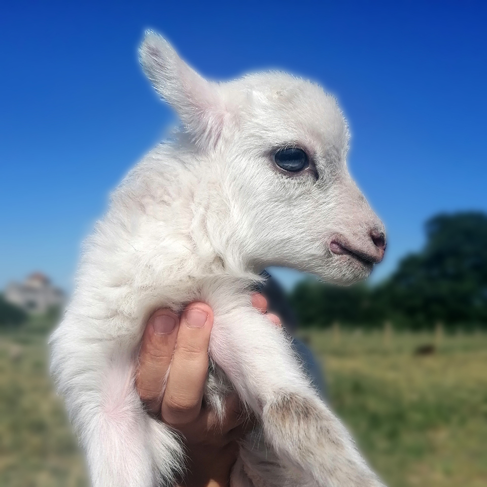 La tonte, matériel. - Le Mouton d'Ouessant Elevage des Lutins