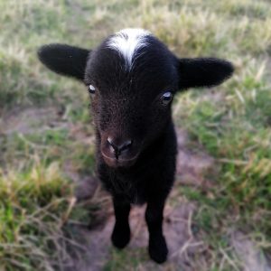 Ferme de Julie, élevage de moutons d'Ouessant, moutons d'Ouessant, moutons miniatures