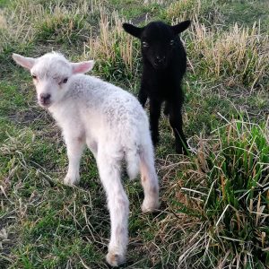 Ferme de Julie, élevage de moutons d'Ouessant, moutons d'Ouessant, moutons miniatures