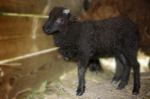 Ferme de Julie, élevage de moutons d'Ouessant, moutons d'Ouessant, moutons miniatures