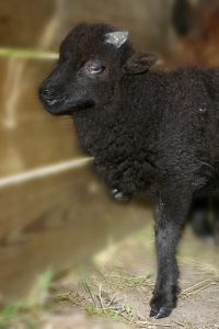 Ferme de Julie, élevage de moutons d'Ouessant, moutons d'Ouessant, moutons miniatures