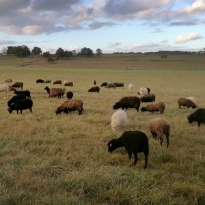 Ferme de Julie, élevage de moutons d'Ouessant, moutons d'Ouessant, moutons miniatures