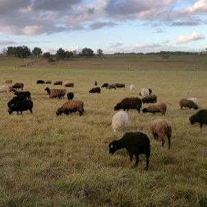 Ferme de Julie, élevage de moutons d'Ouessant, moutons d'Ouessant, moutons miniatures